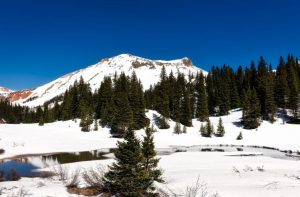 A forest near Vail, CO