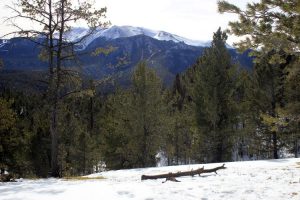 Christmas tree cutting in Pikes Peak