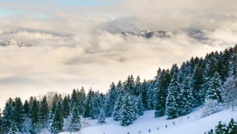 There are many places for cutting down a Christmas tree in Colorado