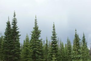 Christmas trees near Creede, CO