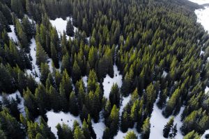 The Rio Grande National Forest