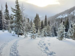 Tracks into a snowy forest