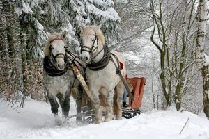 Horses pulling a sleigh in the snow