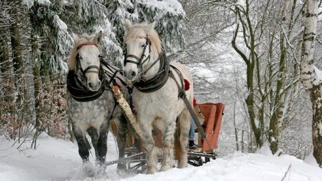 Horses pulling a sleigh in the snow