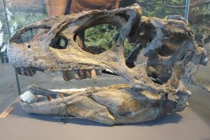 A skull at the Dinosaur National Monument, one of the best Colorado historical places to visit