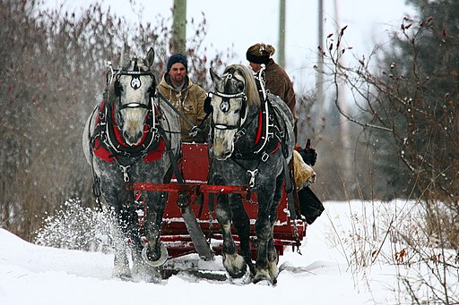Two horses pulling a sled since sleigh rides Denver Colorado are popular
