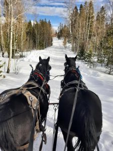 Two black horses pulling a sleigh near Denver Colorado