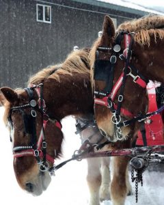 Draft horses at Golden Horseshoe Sleigh Rides Denver Colorado