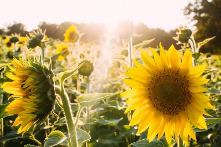 A field of sunflowers, which are illegal to grow taller than 10" under weird laws in Colorado