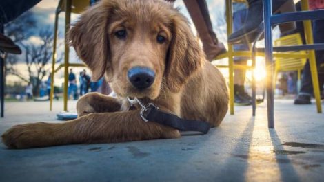 A puppy laying on the ground at one of many dog friendly patios Denver