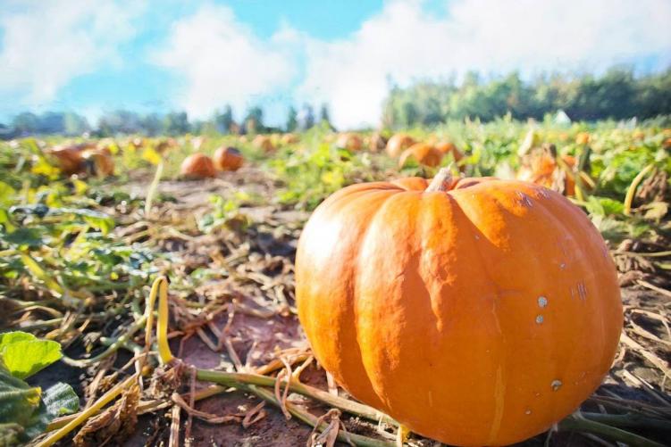 One large pumpkin in the foreground and several in the background at one of several pumpkin patches in Colorado